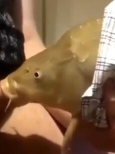鱼都被迫下海了吗